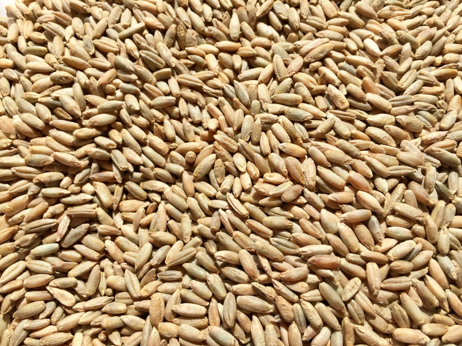 5lb Bag Cereal Rye Cover Crop Food Plots Best Quality Free Shipping