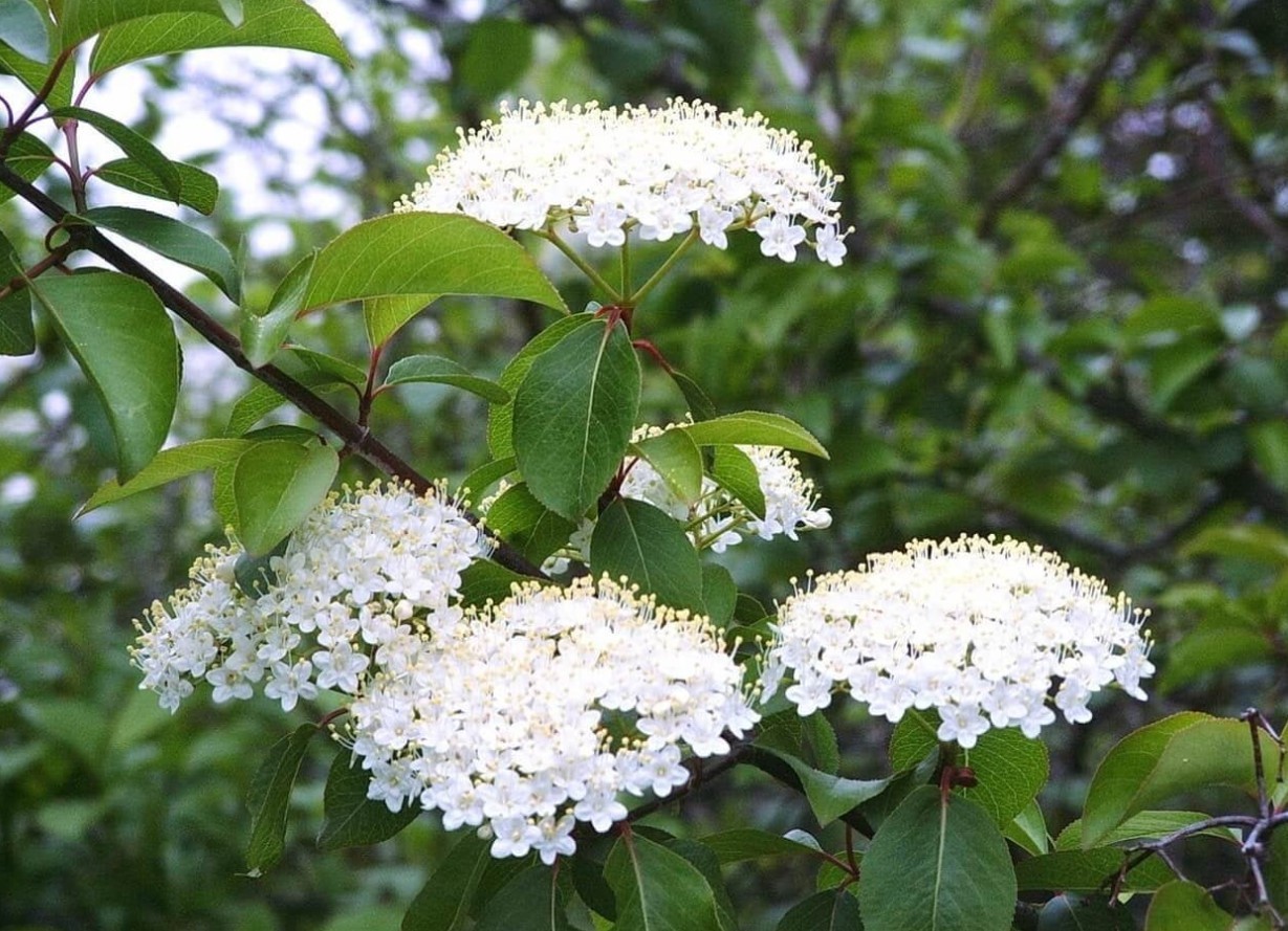 Arrowwood Viburnum Plant – 6-12″Tall – 1Qt Pot- White Blooms Cluster – Zones 2-8