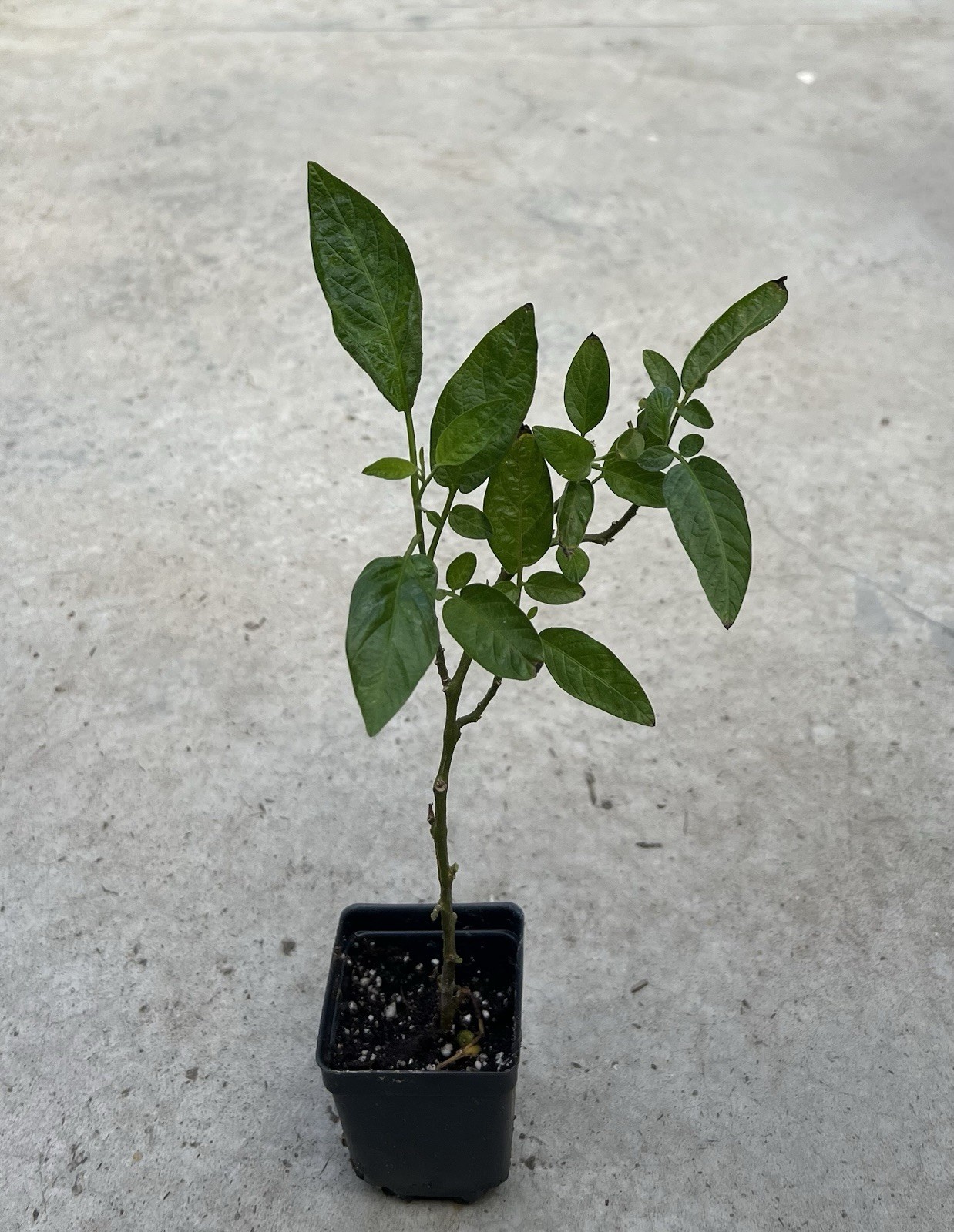 2pcs Pepino Melon Plant Fresh Cutting Sweet Golden Ginseng Fruit Ready To Plant
