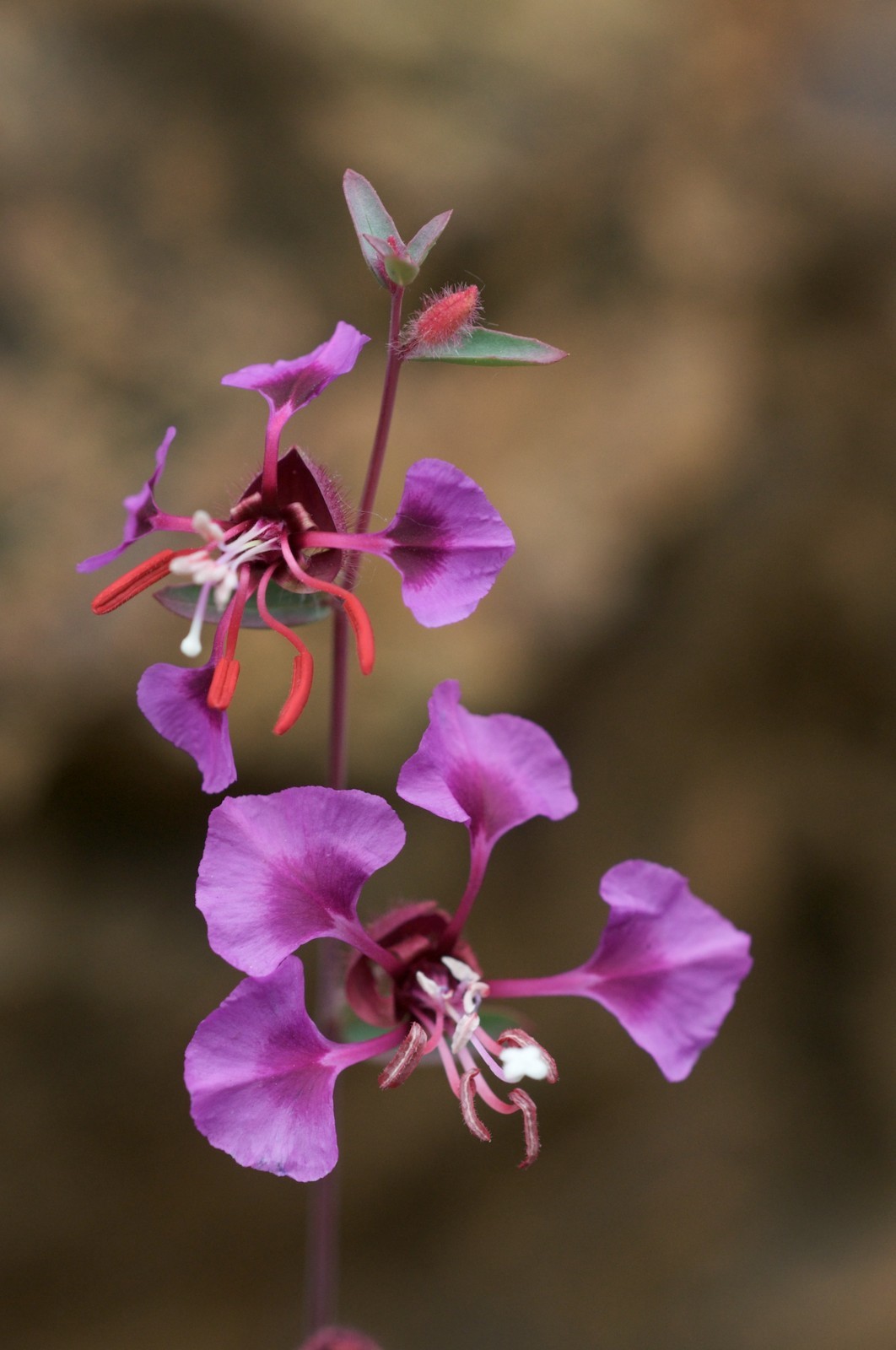 Elegant Clarkia Seeds California Native Flower Clarkia Unguiculata Drought Toler