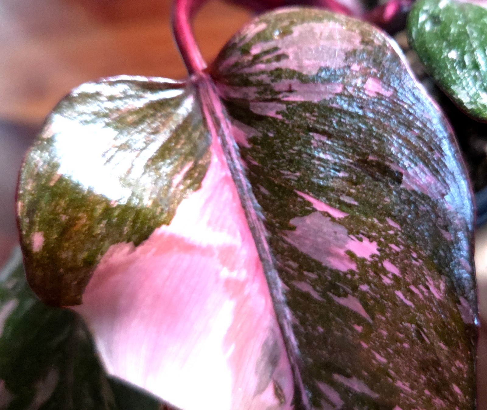 Rare Philodendron Dark Cherry Princess Galaxy 15″ Wide Not Monstera Anthurium