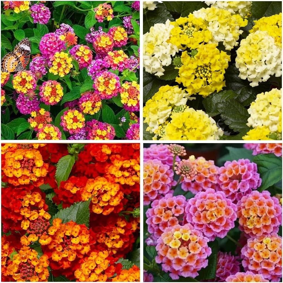300+ Perennial Mix Lantana Camara Flowers Seeds – Planting Outdoors Home Gardens