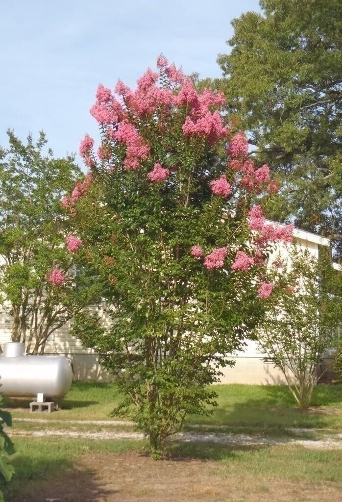 Crape Myrtle Sioux | 2 Inch | Lagerstroemia indica | Summer Blooms | Flowering