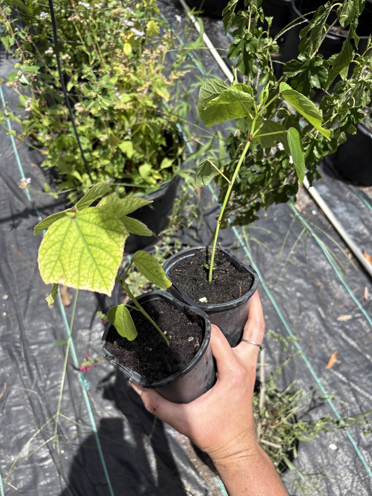 Roselle Hibiscus Plant in a Soiled Pot – Live Hibiscus Sabdariffa Plant for Tea