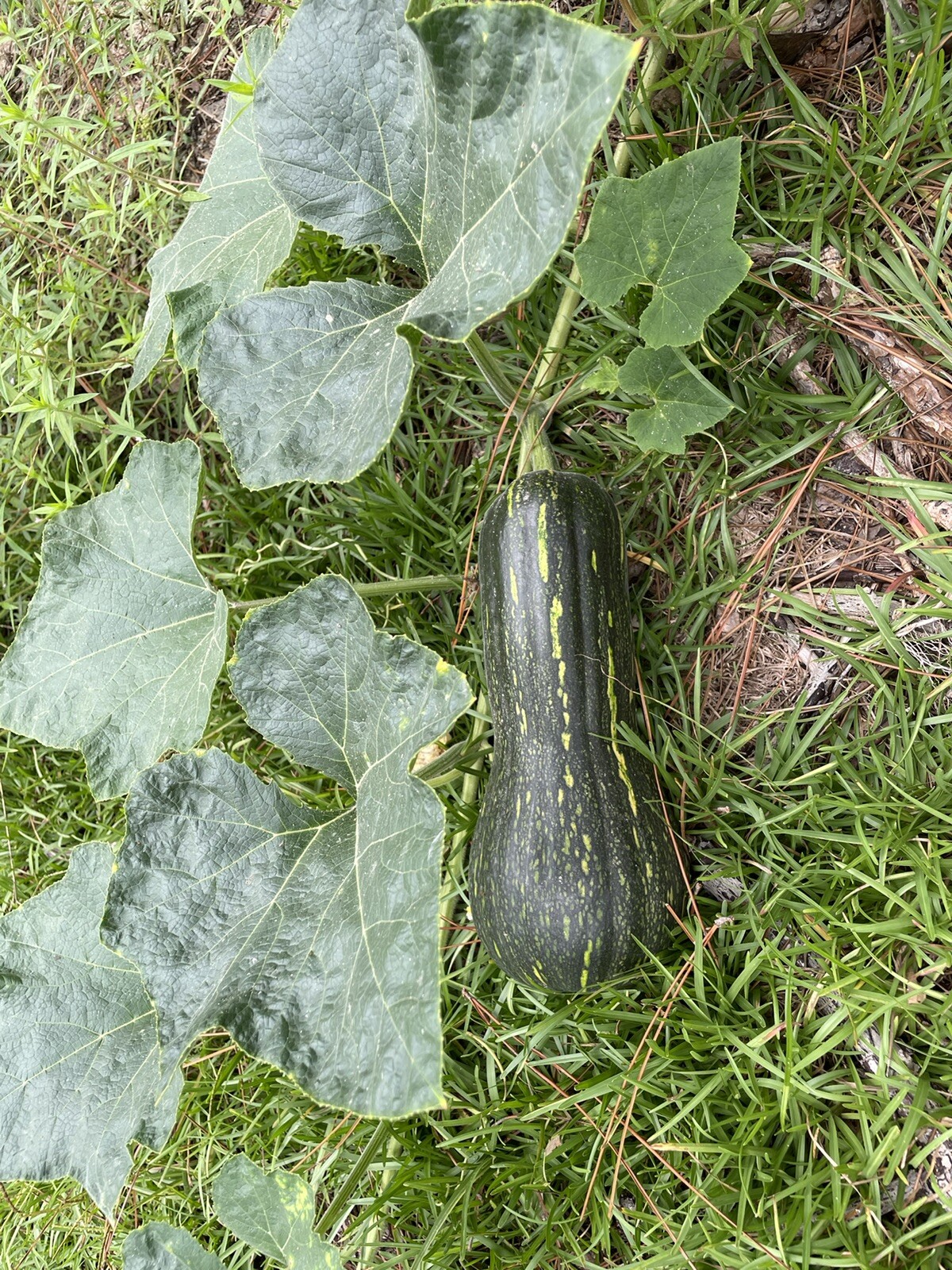 20 long Pumpkin Seeds 2023 fall fresh 番瓜倭瓜 种子