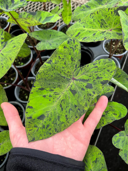 Mojito Colocasia Live Plant – 4-8″ Tall – Variegated Elephant Ear – Tropical