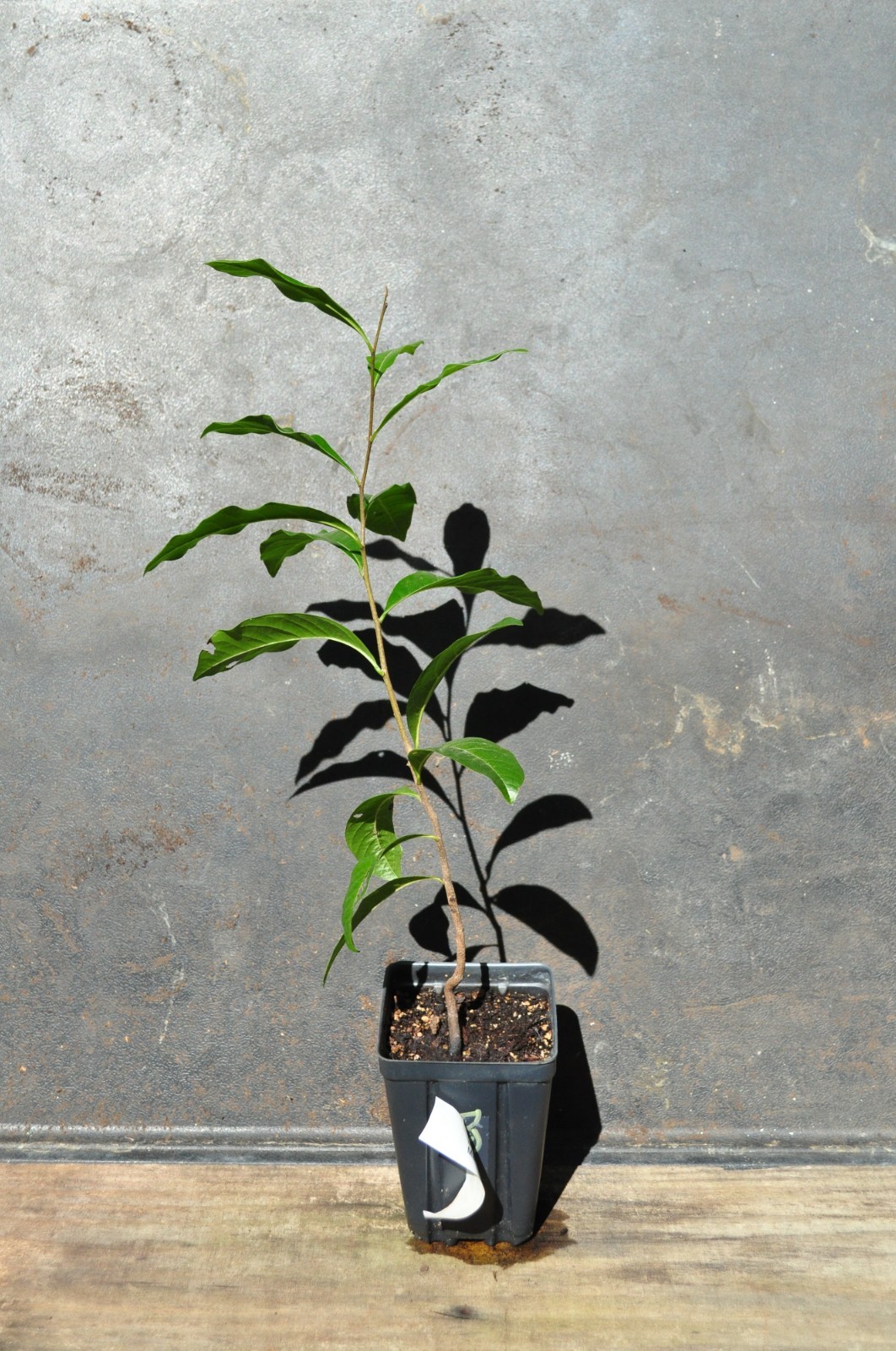 Diospyros inconstans Marmelinho Rare Tropical Fruit Plant Organic Edible Brazil