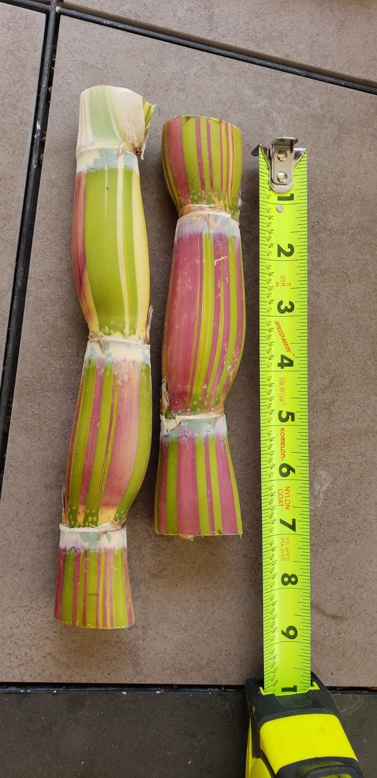Buddha Belly Hawaiian Sugarcane