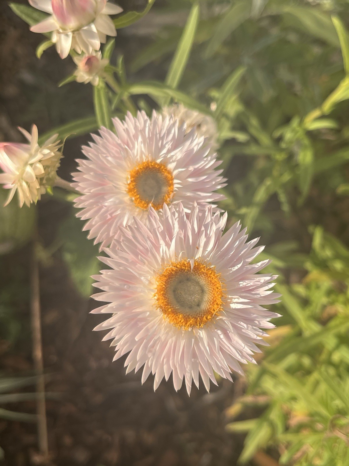 Garden Start Seed Variety Packs (PNW Native, Rare Exotic)