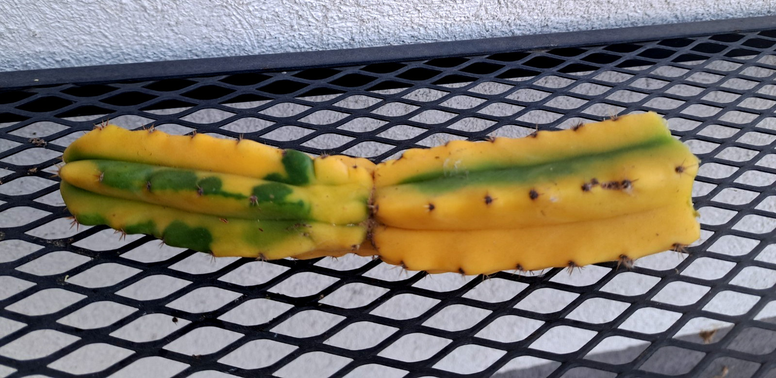 Cereus sp Variegated Cactus Cutting H7.5 ^726