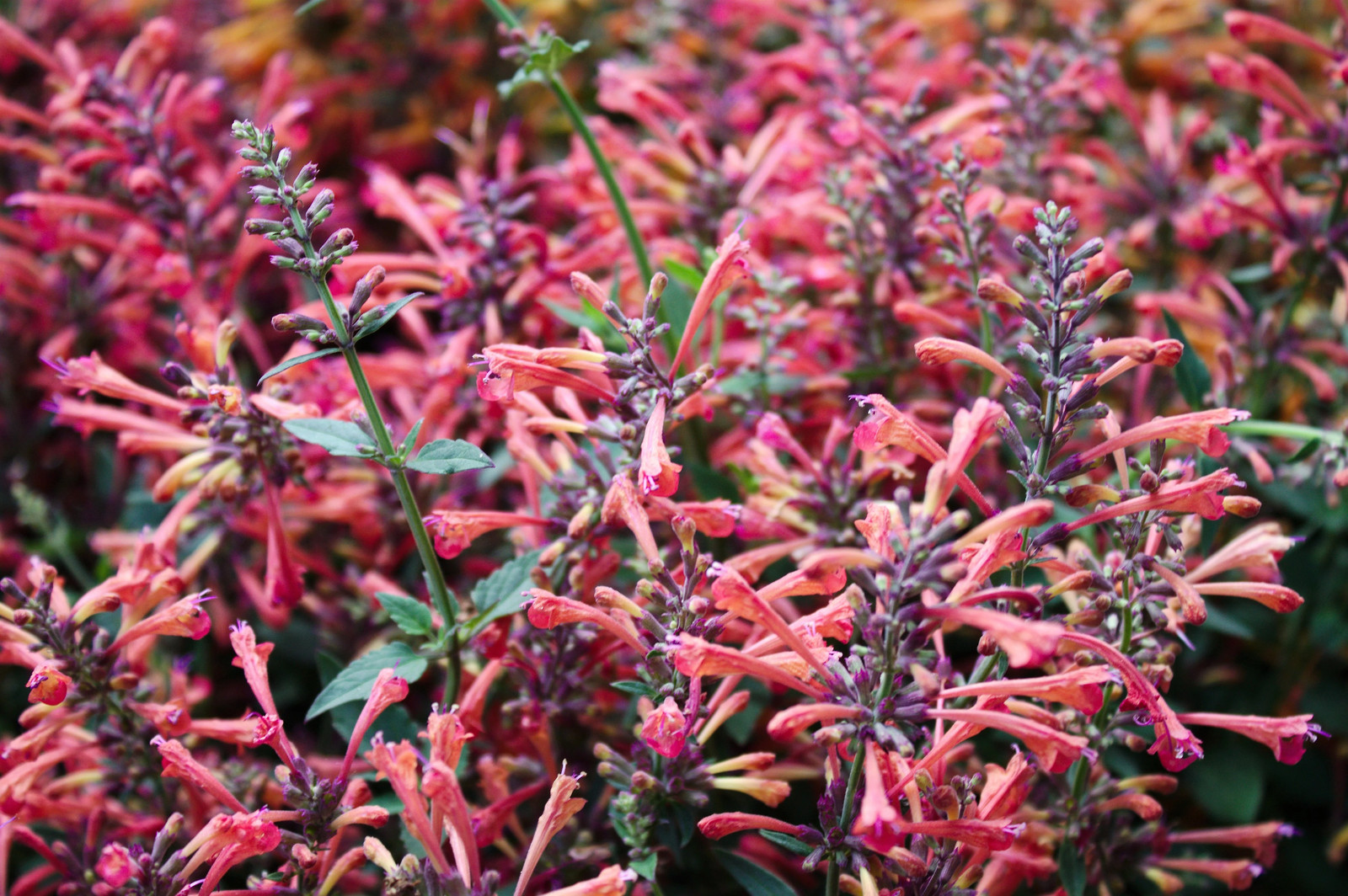 30 MIXED COLORS AGASTACHE Aurantiaca Cana Hummingbird Mint Hyssop Flower Seeds
