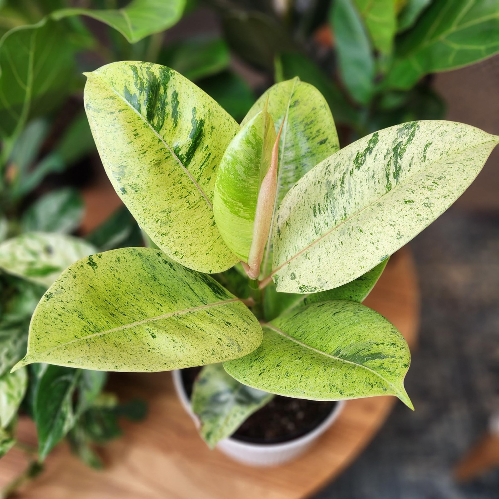 Ficus Shivereana Moonshine Rare Rubber Trees Unique Live Houseplant Decor In 6