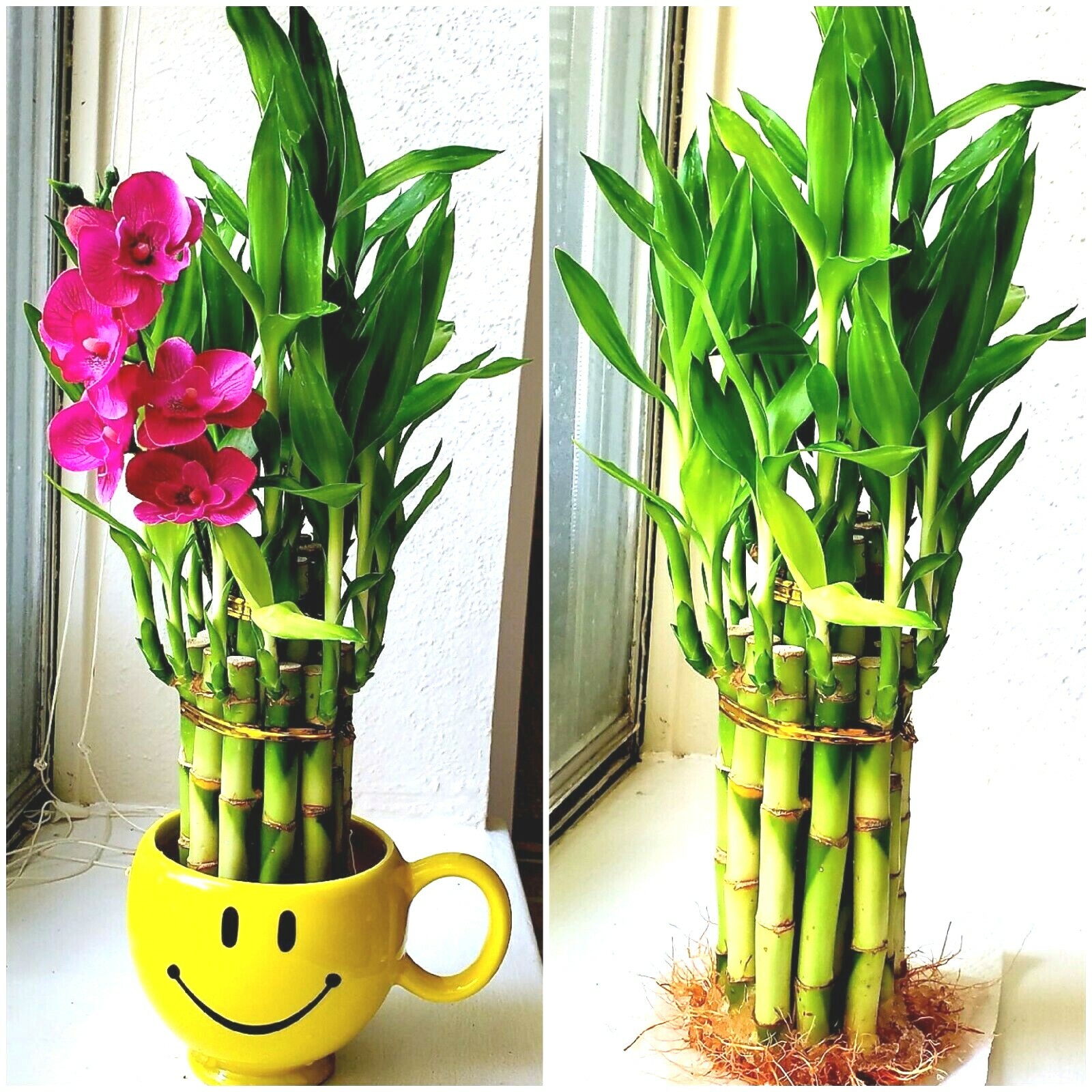 Lucky Bamboo Plants 20 Stalks w/ Roots, 6 inches, Gift, Feng Shui, Free Shipping