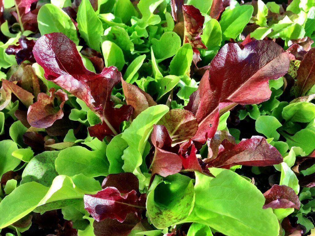 Mesclun Mix Seeds 600+ Lettuce Mustard Tatsoi Mizuna Kale Arugula FREE SHIPPING