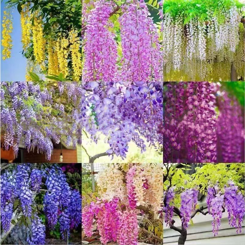 Wisteria Seeds – 50 Mixed Color Flower Seeds, Purple, White, Pink, Blue & Gold W