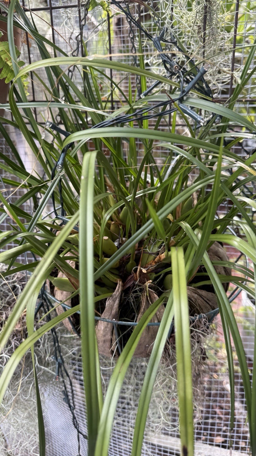 Maxillaria Tenuifolia Orchids, Smells Like Coconut , Red/purple