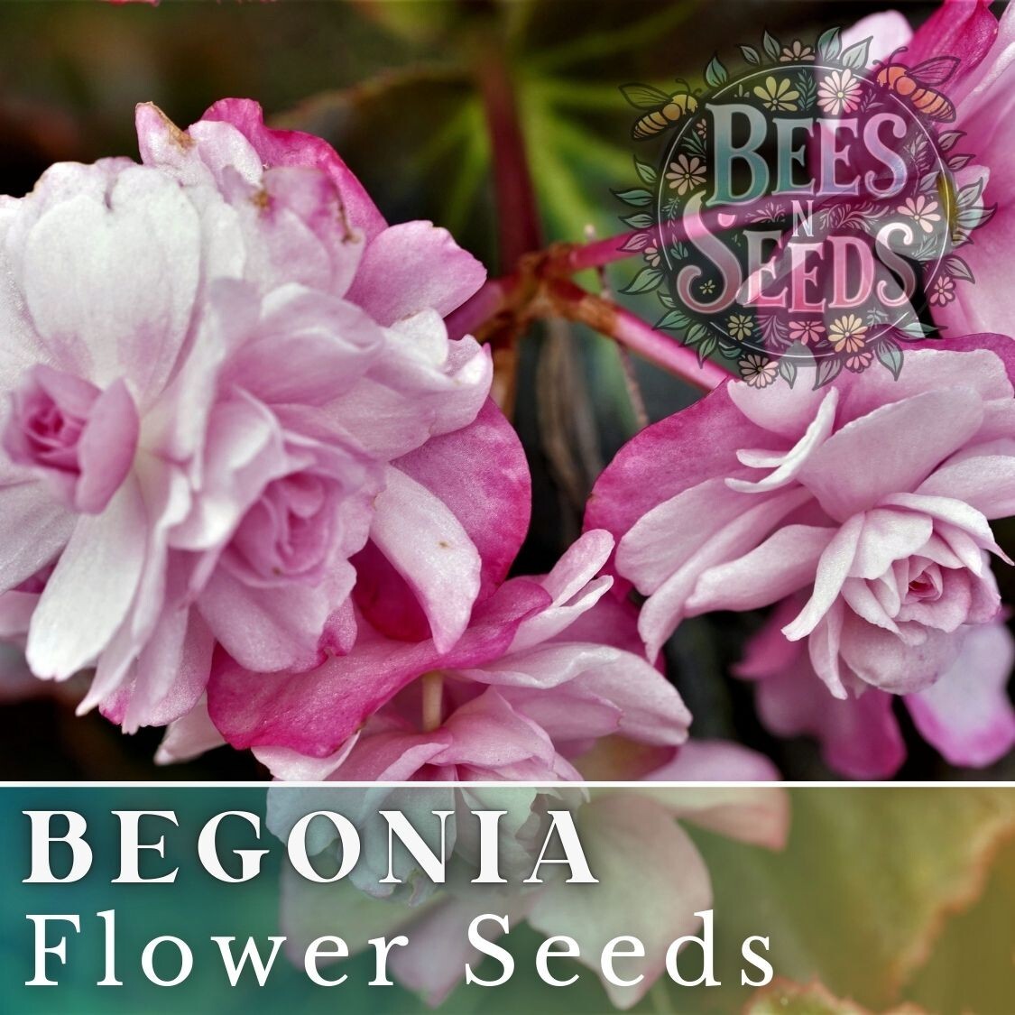 Orchid Ecstasy Begonia Seeds 45 or 125 Seeds Flower, Flower Seeds, Non GMO