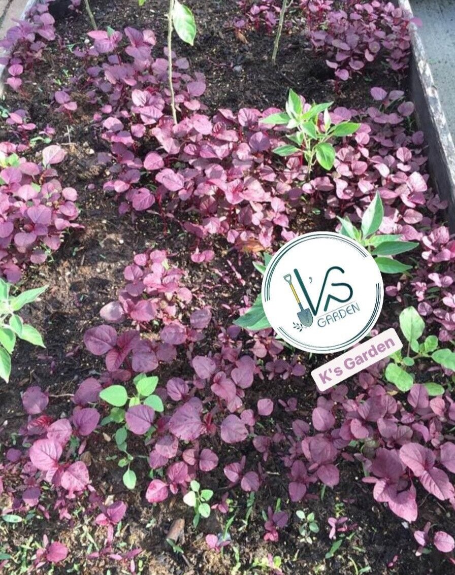 2000+PCS RED SPINACH/ RED AMARANTH SEEDS/ RAU DỀN ĐỎ | 90% GERMINATION |