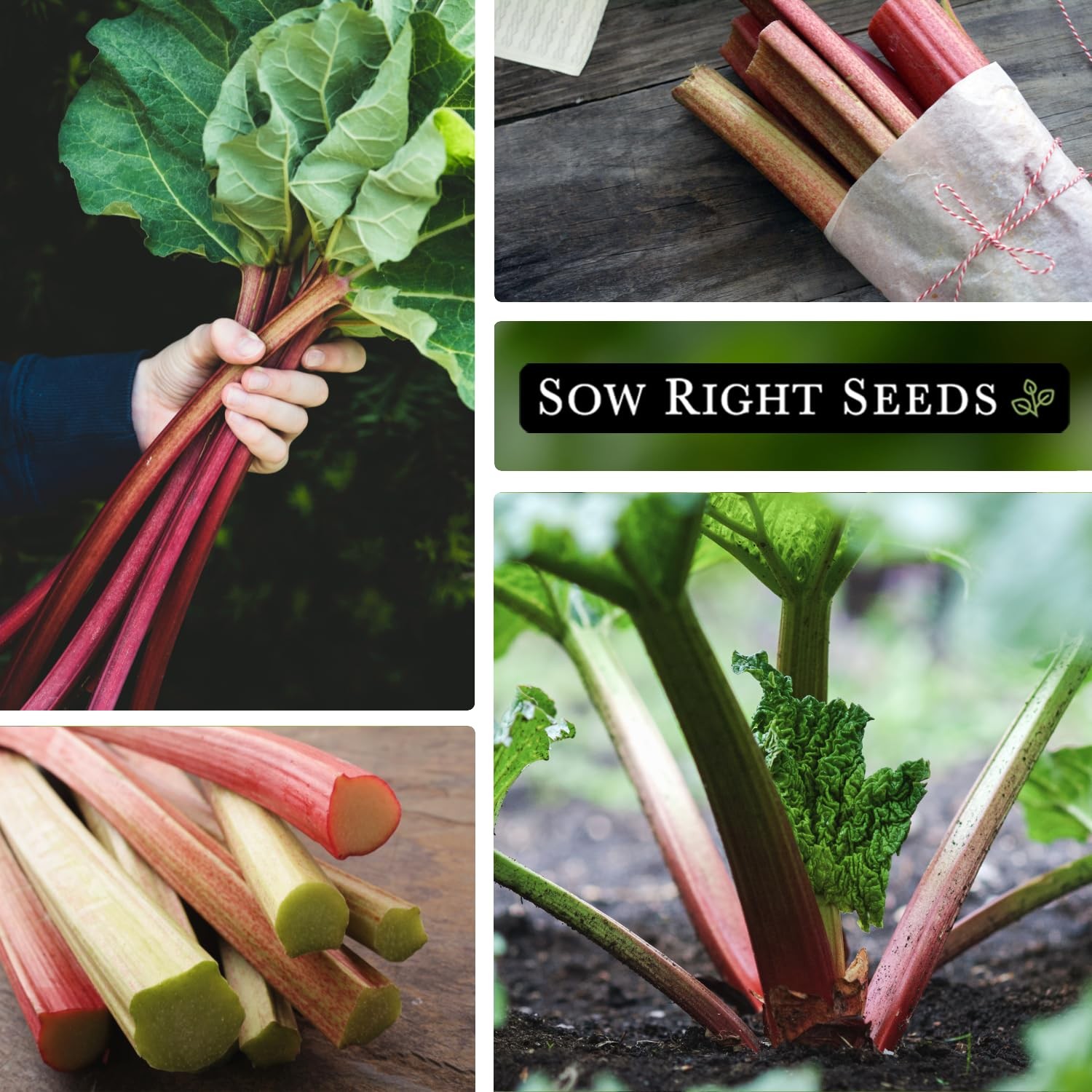 Sow Right Seeds – Victoria Rhubarb Seeds for Planting – Non-GMO Heirloom Packet