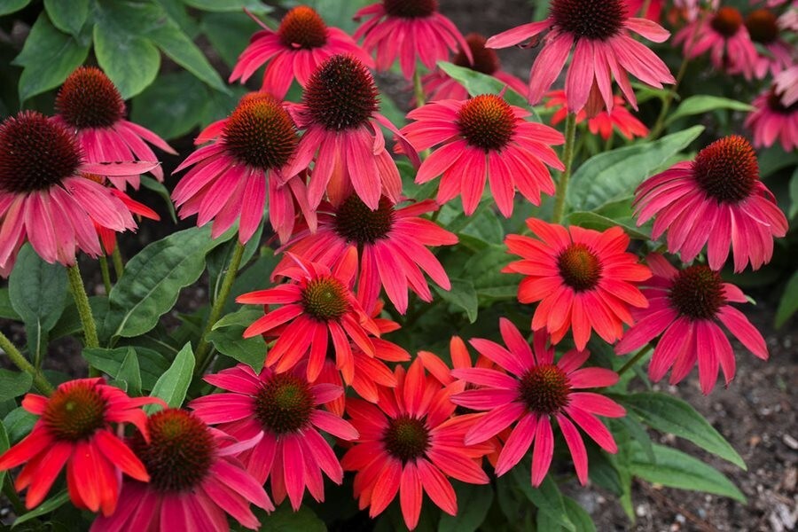 200+ Red Coneflower Daisy Seeds for Garden Planting – USA – FAST SHIPPING!