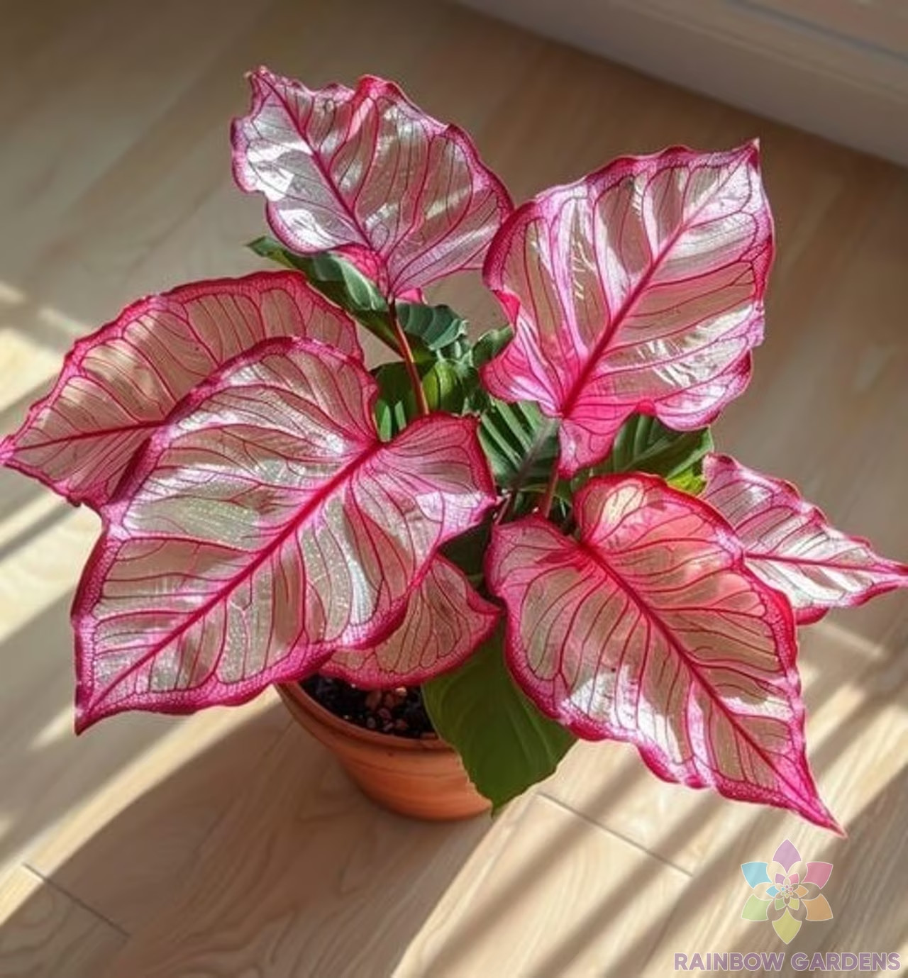 25+ Pink Edged Coleus Seeds for Garden Planting – USA – FREE SHIPPING!