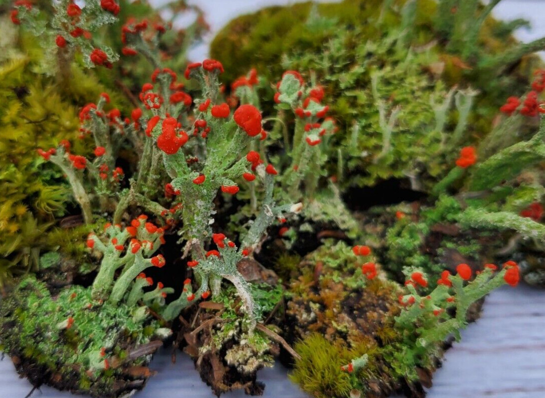 Live British Soldier Lichen for Terrarium, Cladonia, Fairy Garden 3″x4″ Bag