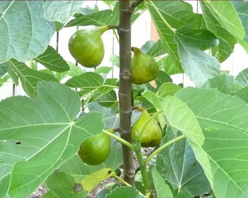 1 Lattarula Italian Honey Fig Tree Starter Plug – Ficus carica
