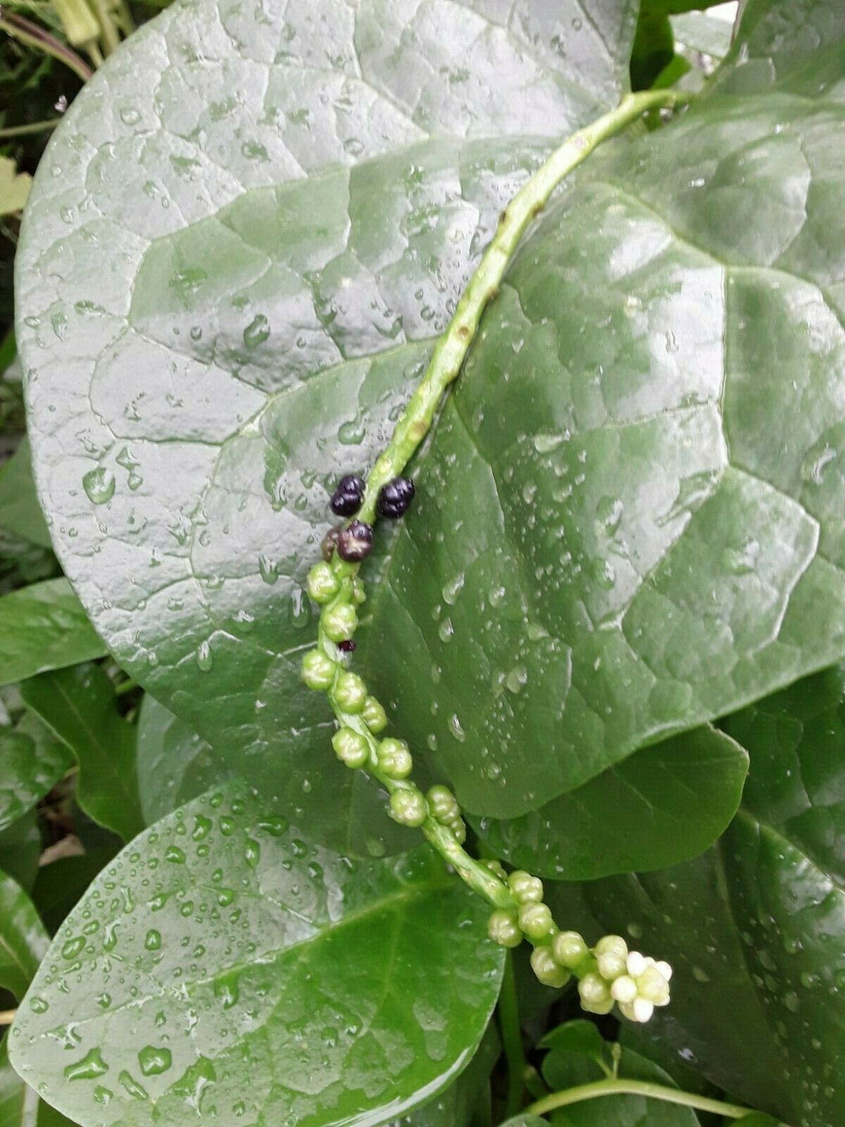 100 Organic Green Stem Malabar Spinach Alugbati Mong Toi Poi Sang Ceylon seeds