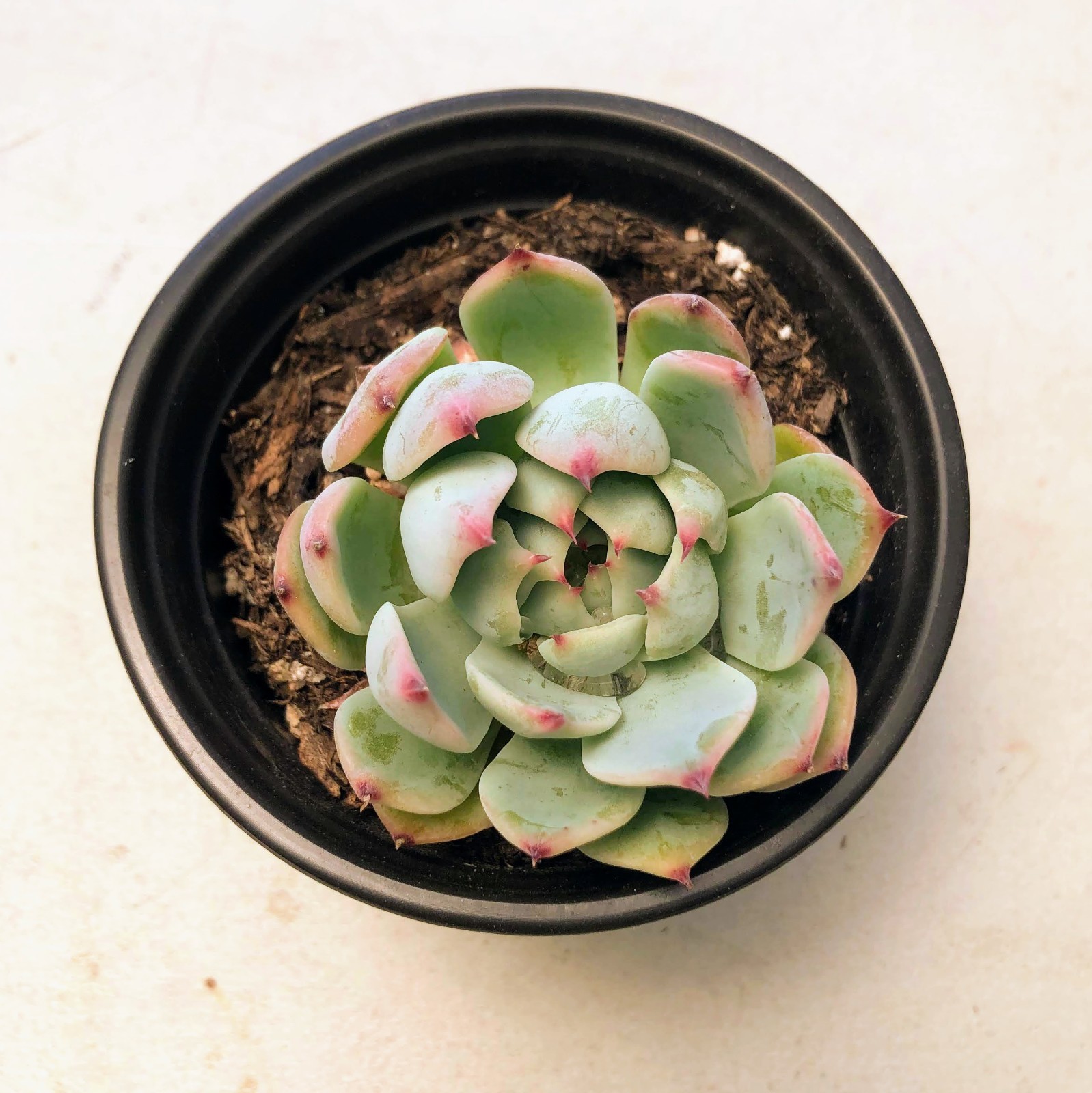 Echeveria Chihuahua Blue-green Rosettes Pink Tips Succulent
