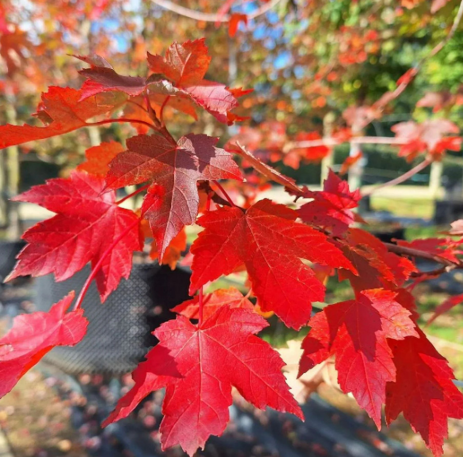 2 Live Brandywine Maple Plants – 4–6” Tall – 3” Pot – Landscape Tree