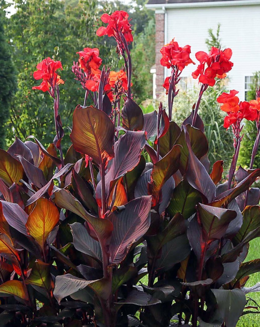 3 MIXED TALL CANNA LILY Mix Colors Attract Hummingbird Butterflies