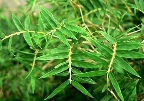 Bamboo Fernleaf | 1 Gallon | Bambusa multiplex | Low Maintenance | Hardy Plant