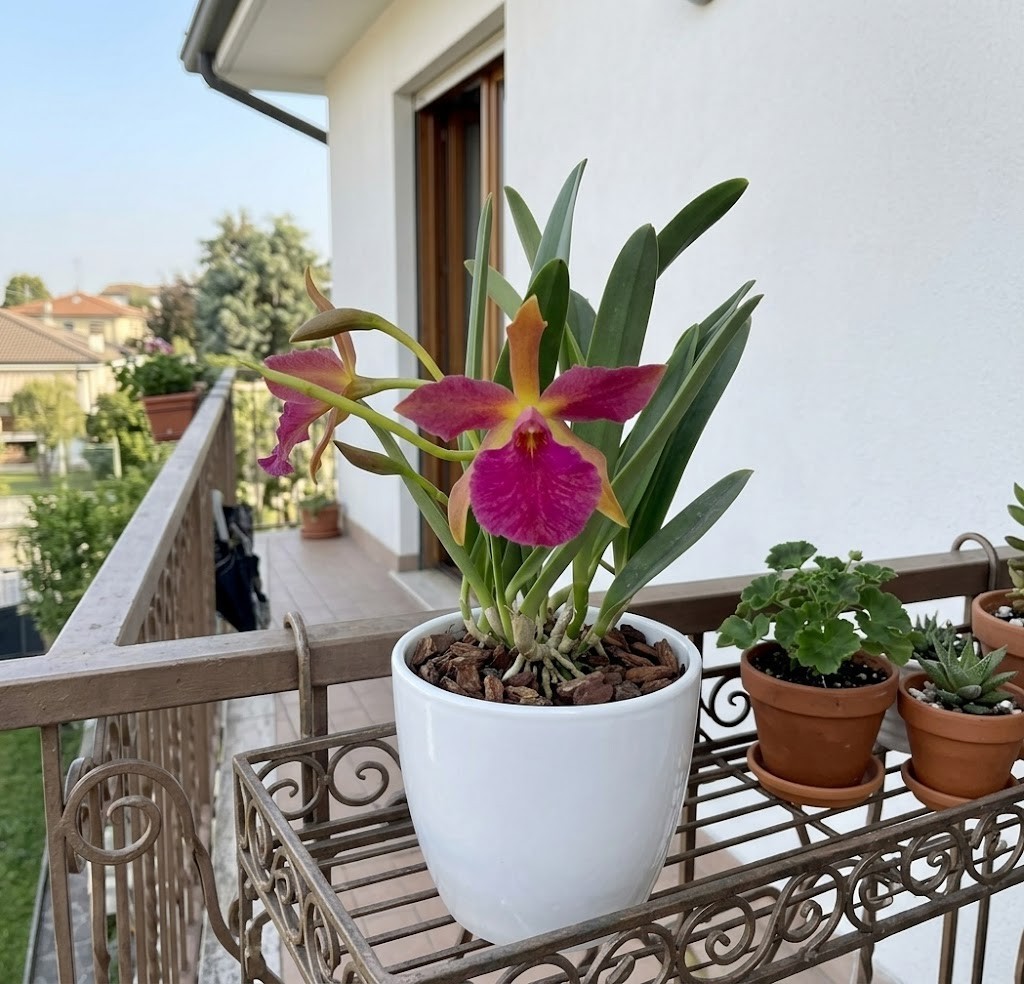 Stlma Orchid Kelly Lea Live Plant 3″ Pot Compact Cattleya Hybrid Orange Pink