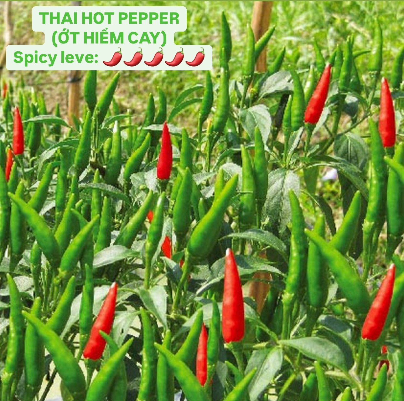 THAI HOT CHILI SEEDS, ỚT HIỂM (20 pcs) | Hight Germination Rate |