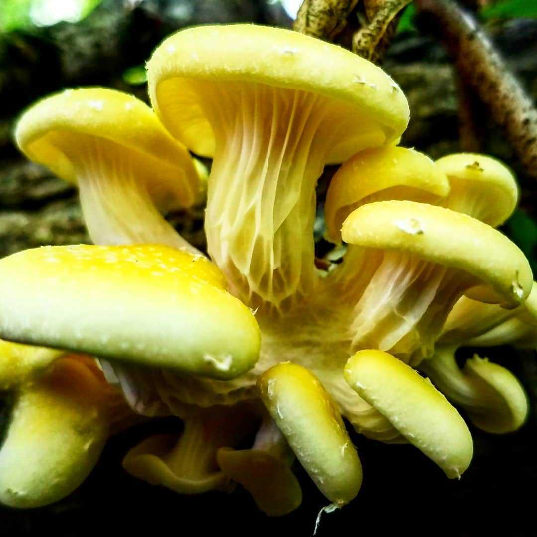 Seeds Mushroom Oyster Lemon Mycelium Spores Organic Non GMO Ukraine