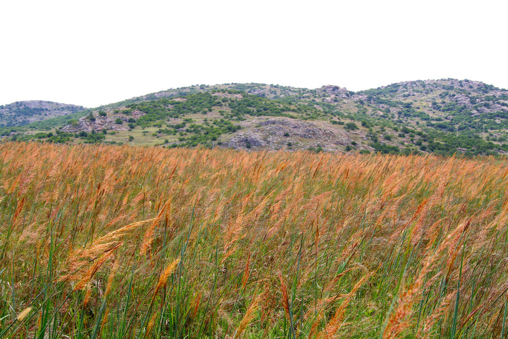 501+INDIAN GRASS Seeds Native Prairie Wildflower Ornamental Poor Soils Heat Cold