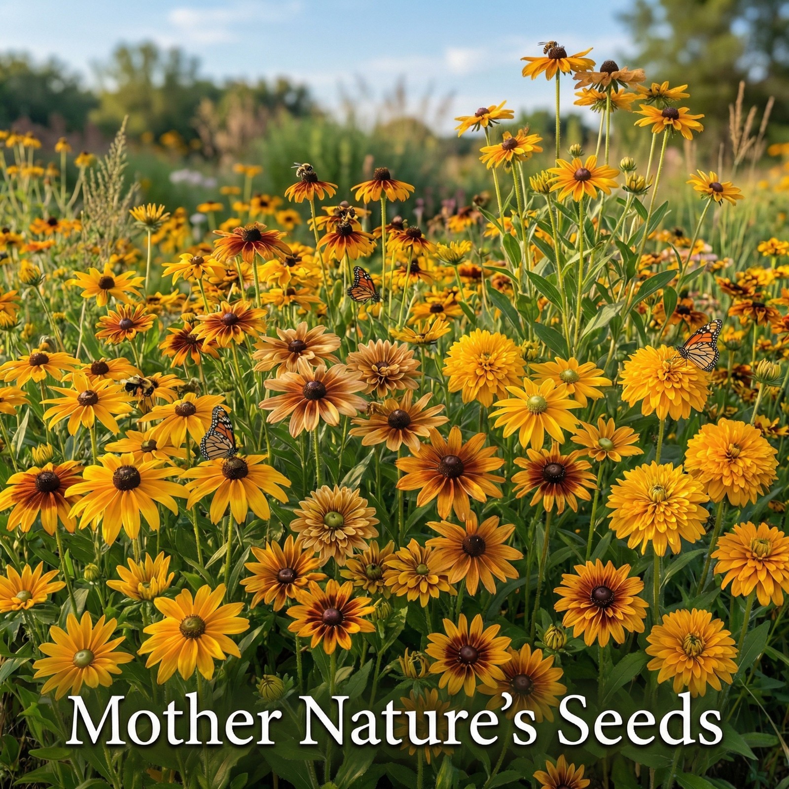 Black Eyed Susan DELUXE MIX Rudbeckia Tall Dwarf Unique Double Blooms 1000 Seeds