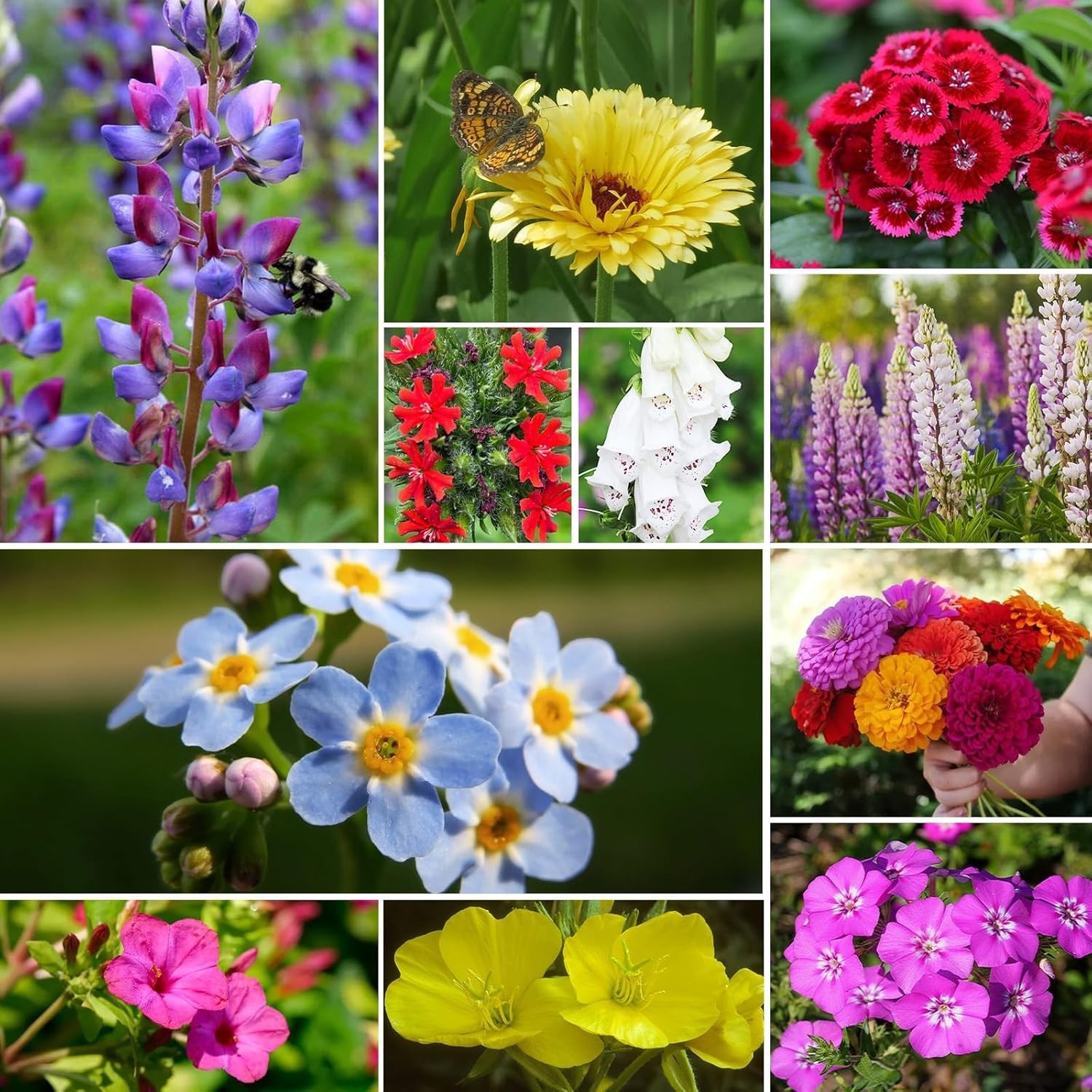 Colorful Wildflower Seeds for Hummingbirds & Butterflies – High Germination Rate