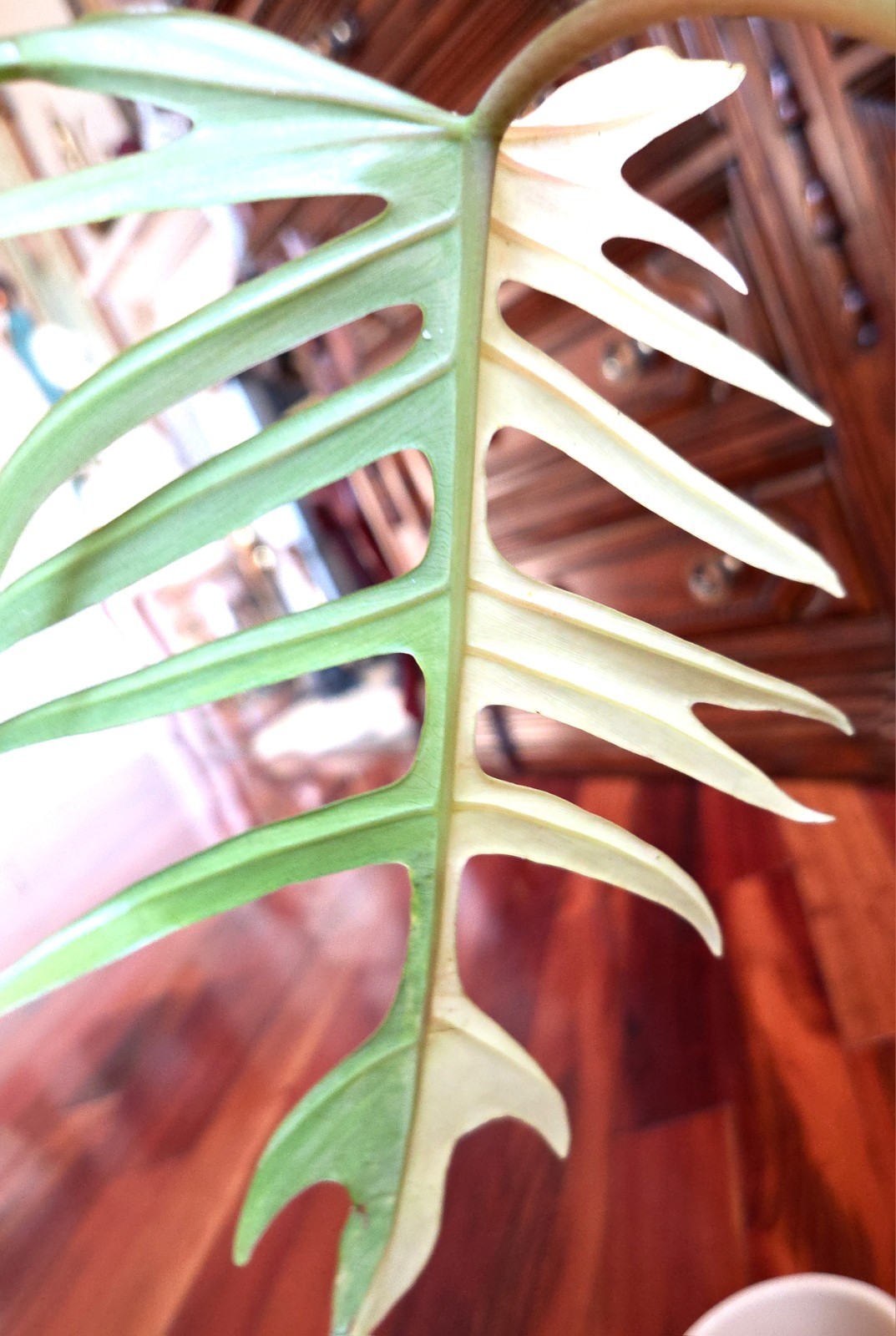 Rare Philodendron Florida Beauty X Tortum 21″ Wide Aroid Not Monstera Anthurium