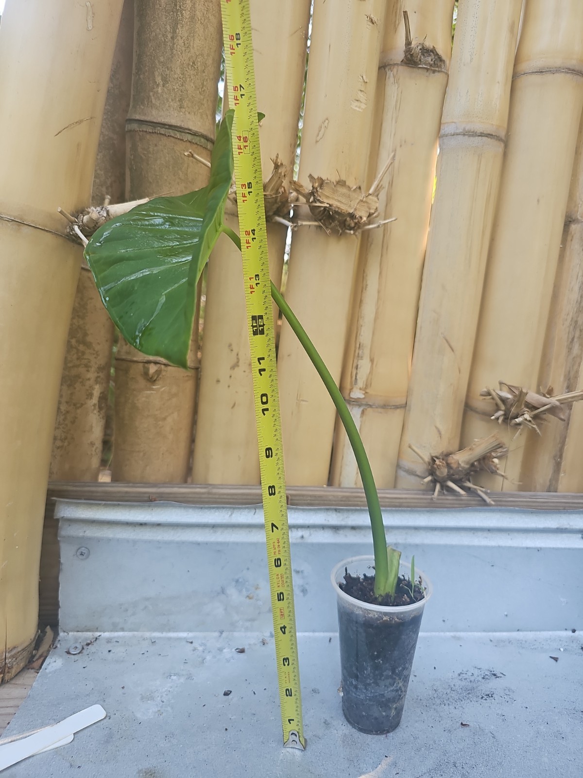Giant Mammoth Alocasia colocasia Taro gigantea Elephant Ear live Plant Borneo 16