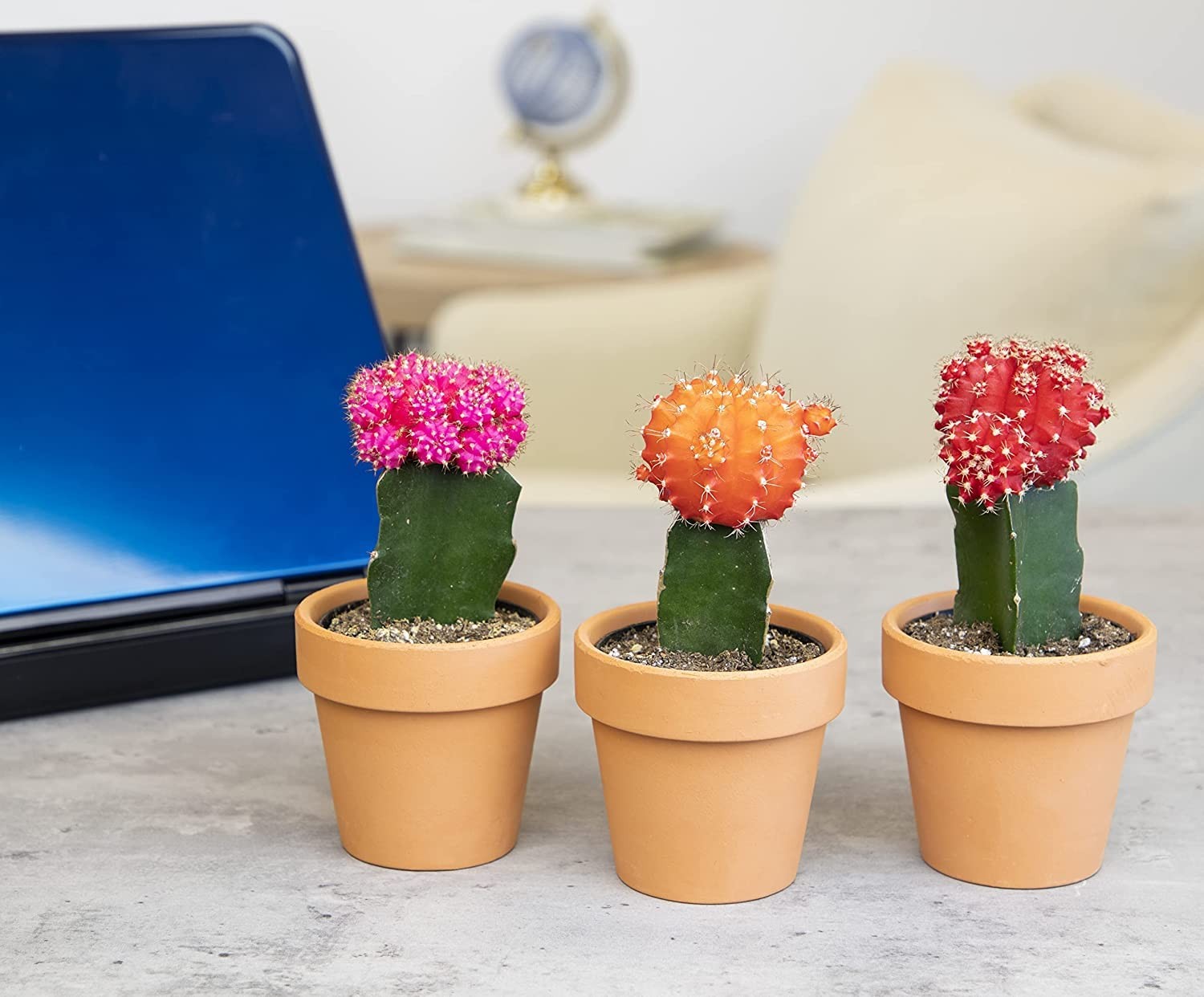 Grafted Cactus Succulent 3Pk In 3 Terracotta Pots Live Succulents Mini Cacti