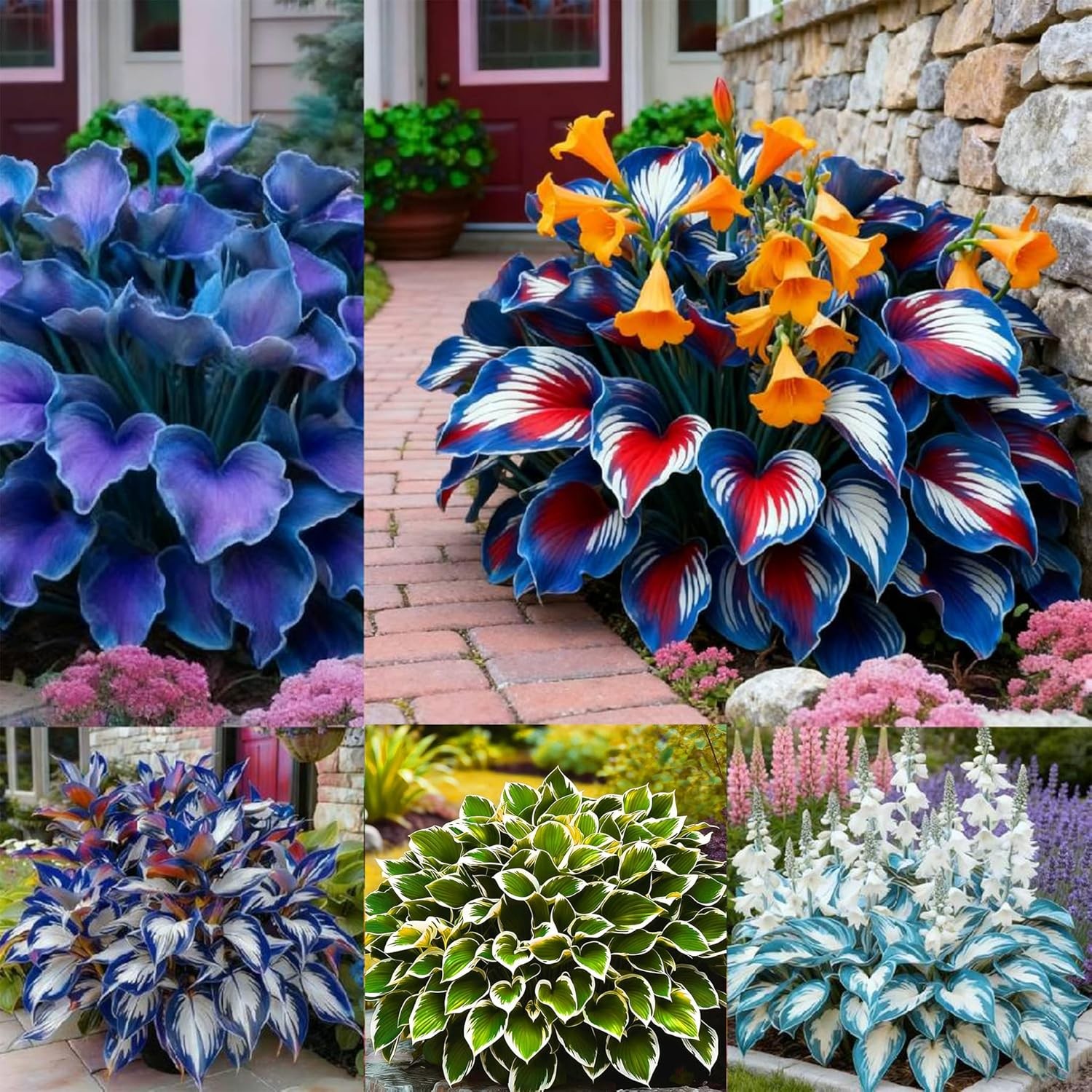 Mixed Rare Hosta Seeds – 310+ Perennial Flower Seeds for Shade Gardens
