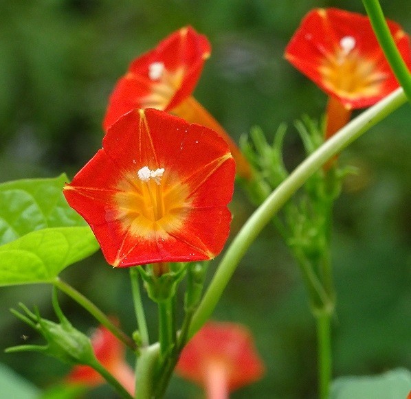 Orange Noah & Yellow Trumpet Morning Glory Mix – 20 fresh seeds – Flowering Vine