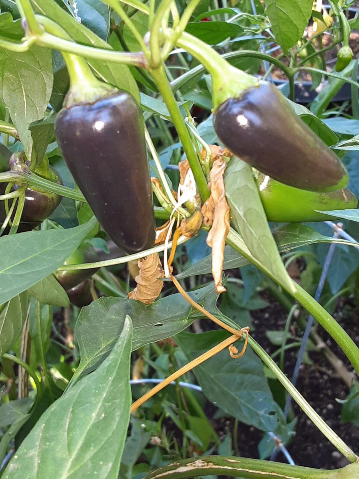 25+ Purple Jalapeno Pepper Seeds 🇺🇸 USA Grown 🇺🇸 100% Organic! Spicy Fruits