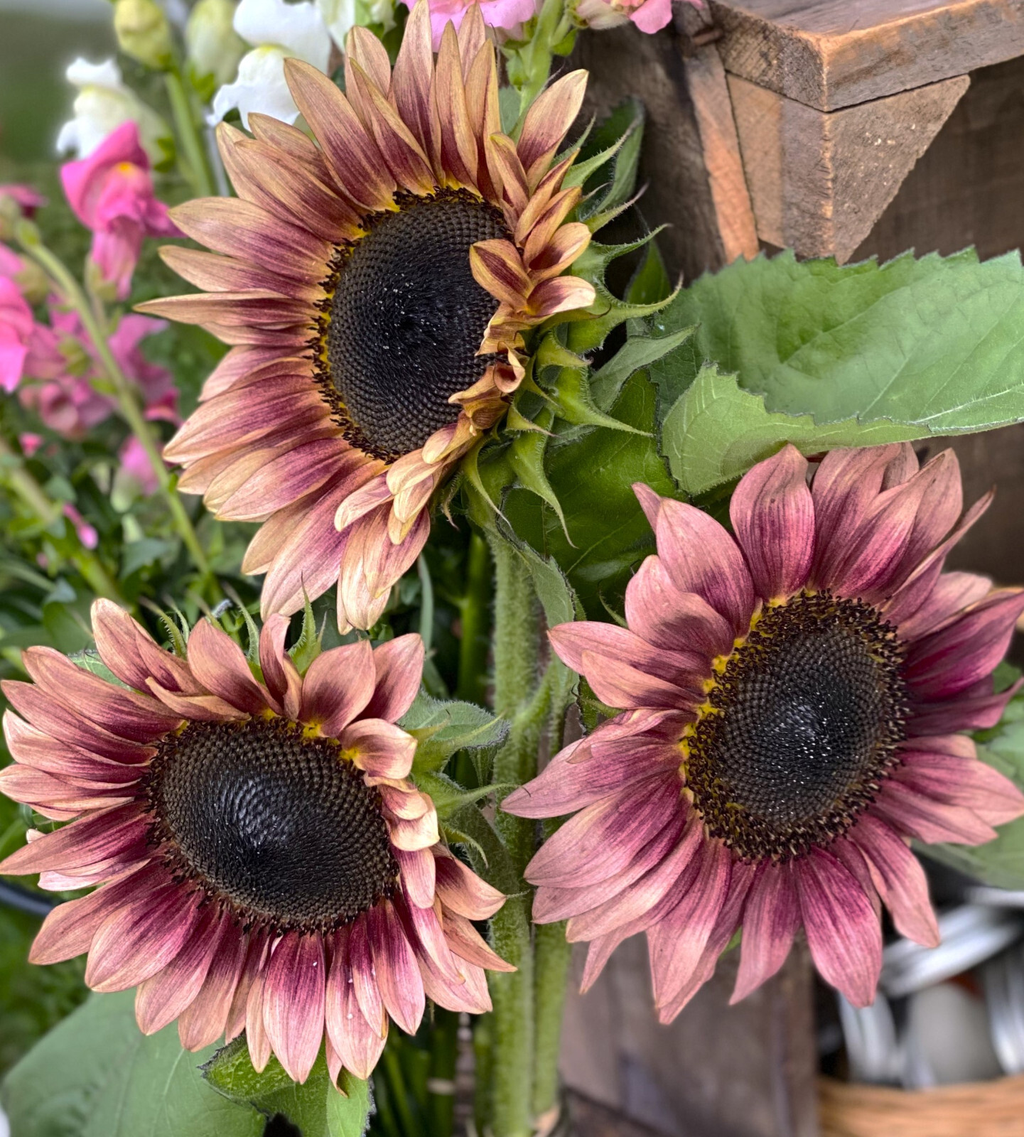 ProCut Ruby Eclipse Sunflower Seeds | Pink Red F1 Flower Seed 2024 Fast Shipping