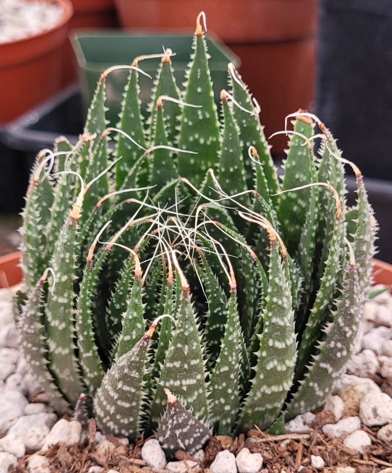 Aloe Aristata ‘Lace Aloe’ 2.5″ Tall 2 Offsets – Bare Root