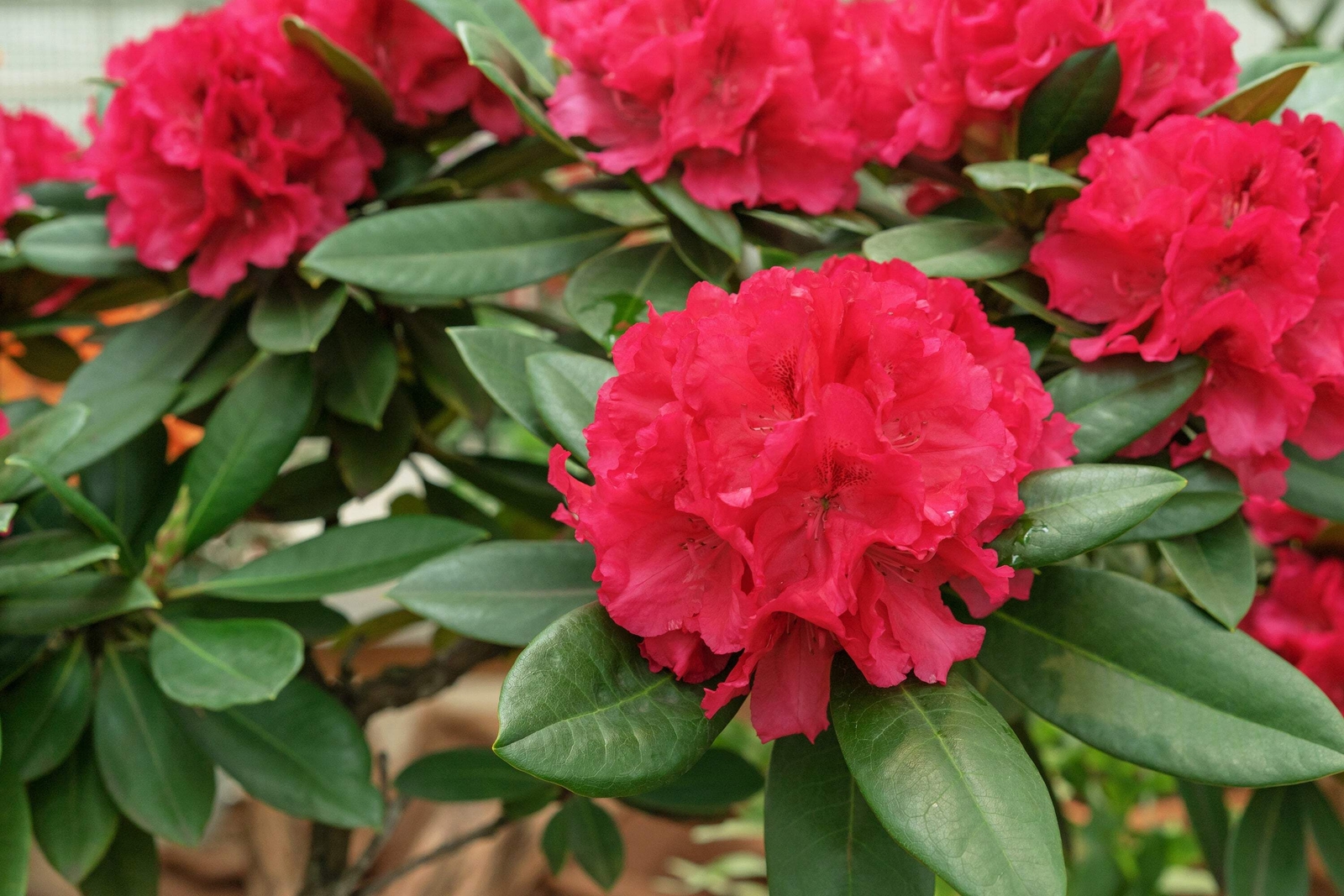 50 MIXED HYBRIDS RHODODENDRON spp Mixed Colors Flower Sun Shade Bush Shrub Seeds