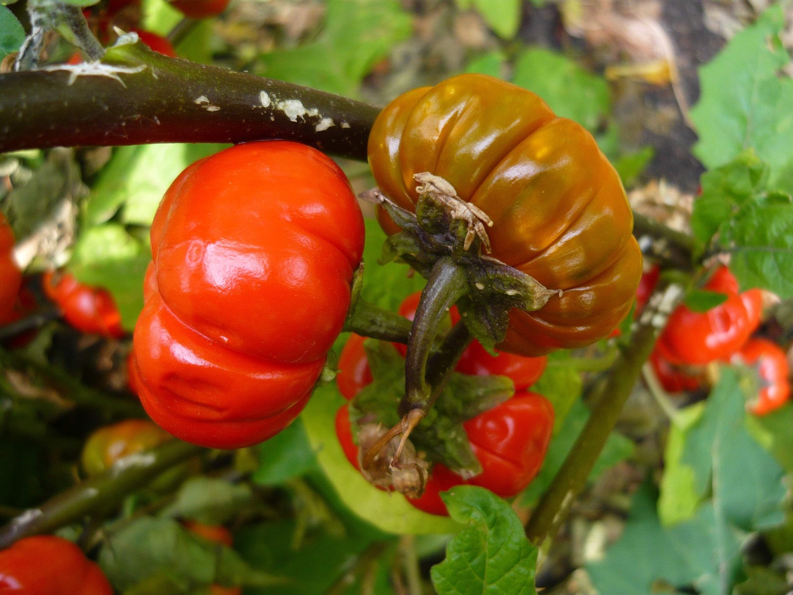 25 RUFFLED RED EGGPLANT Pumpkin On A Stick Edible & Ornamental Solanum Melongena