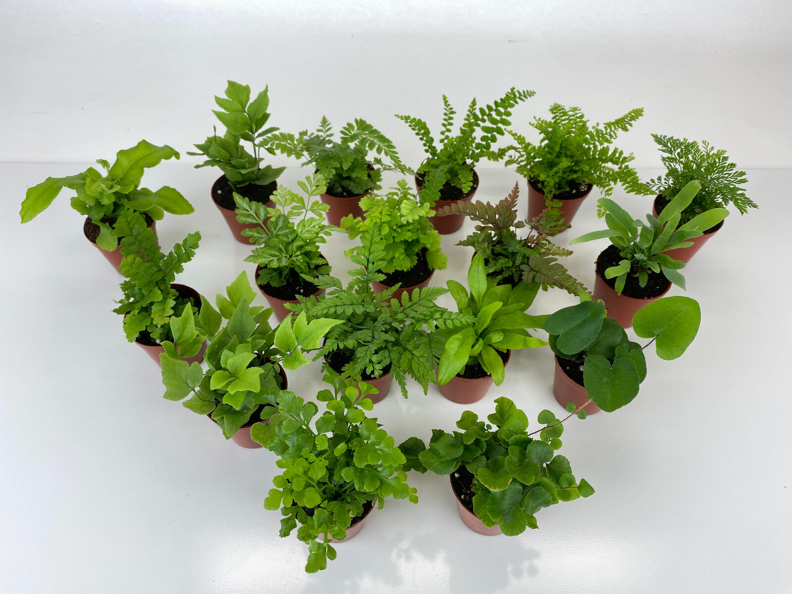 Mini Fern Plants (6 Plants) (2″ Pots) Terrariums Fairy Gardens (Assorted Plants)