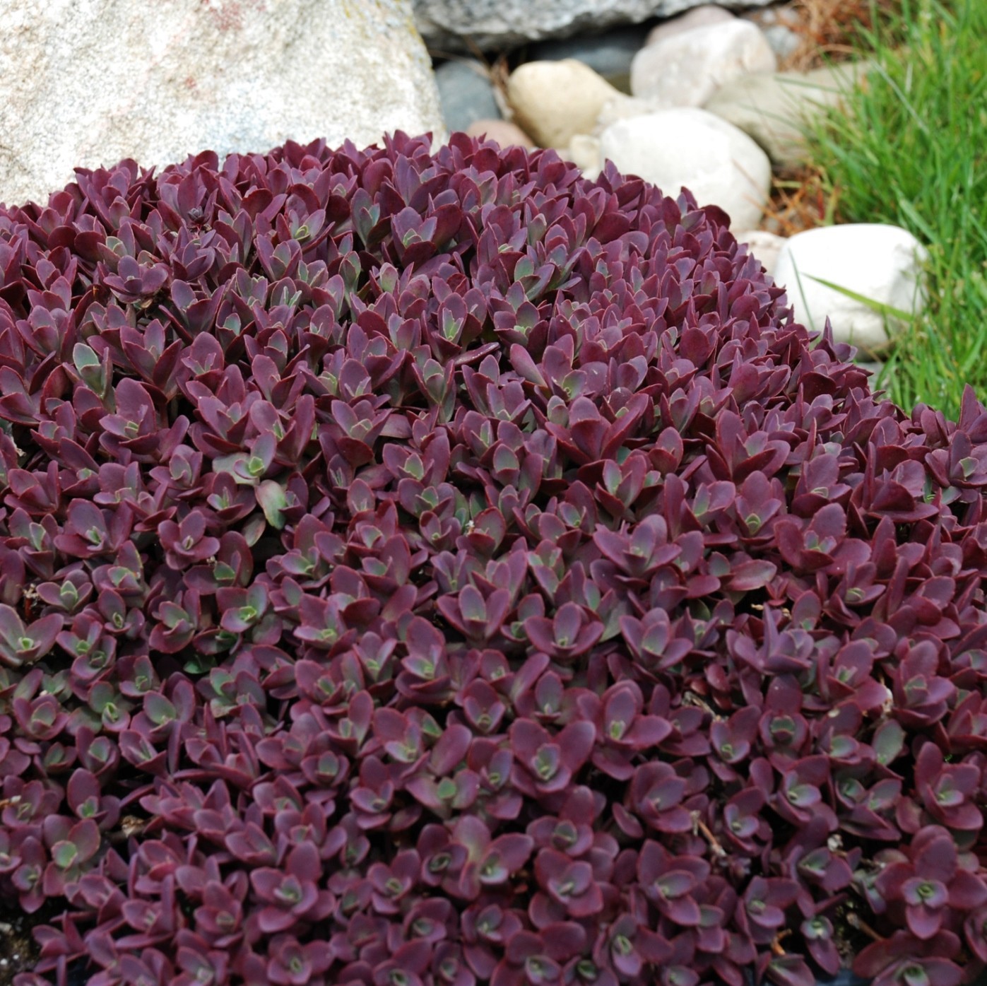sedum FIRECRACKER succulent stonecrop short perennial = 1 Potted Garden Plant